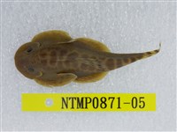 藏品(埔里中華爬岩鰍)的圖片